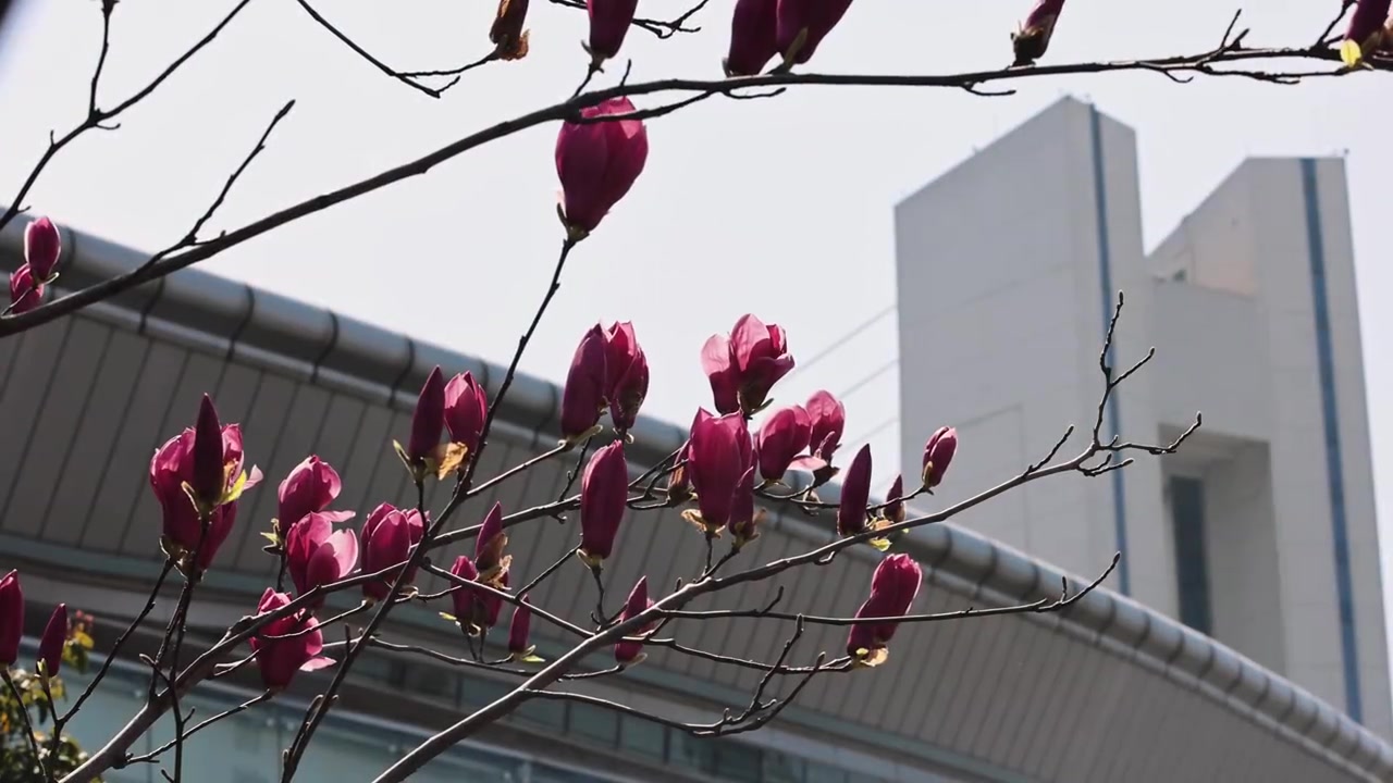 bifenzhibo-2026中超联赛第2轮 浙江俱乐部1-1上海申花 Match Day比赛日纪实